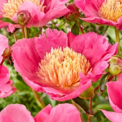 Paeonia 'Flame'