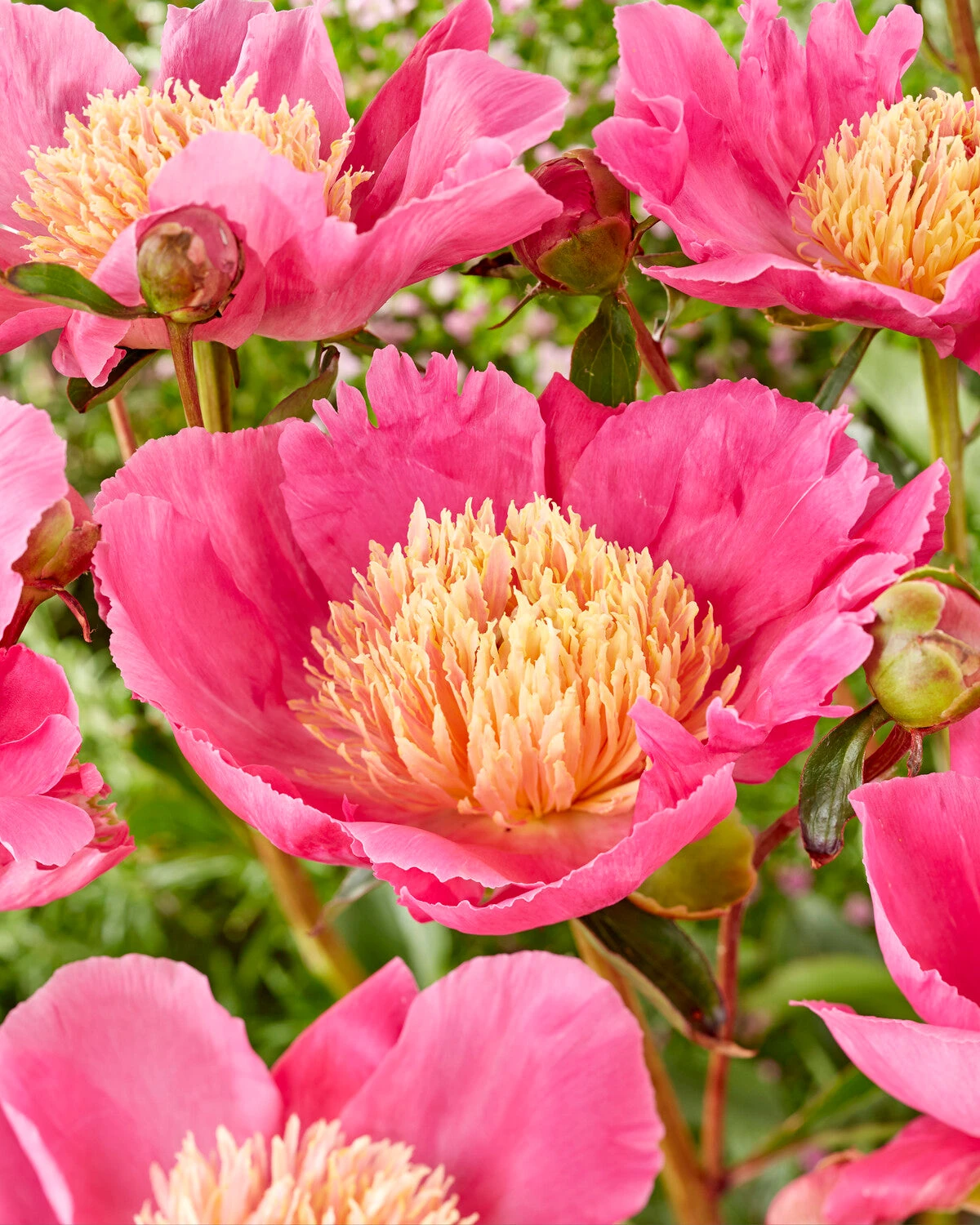 Paeonia 'Flame' 3 Paeonia 'Flame'
