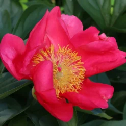 Paeonia 'Flame' 18 Paeonia 'Flame' -UK Garden Plants Sales 2024 peony flame 1 scaled
