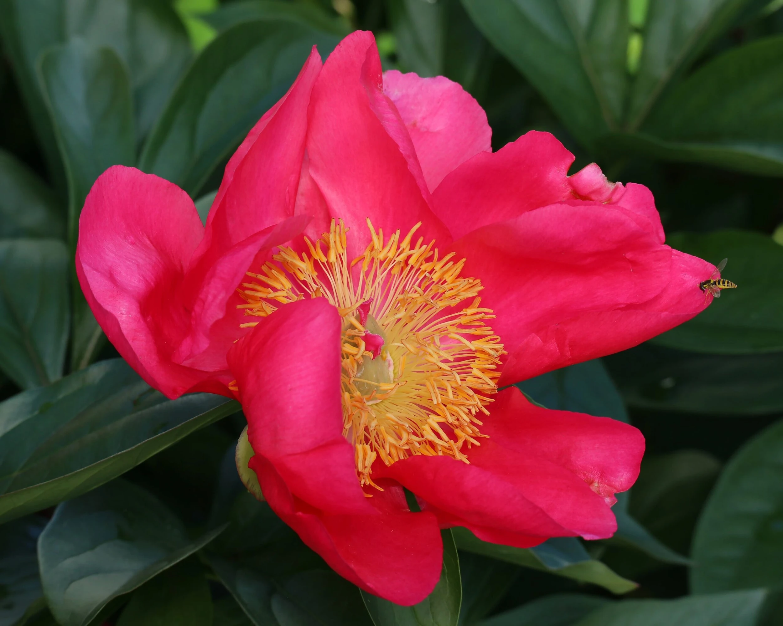 Paeonia 'Flame' 10 Paeonia 'Flame' - Image 8