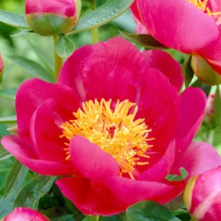 Paeonia 'Flame' 14 Paeonia 'Flame' -UK Garden Plants Sales 2024 peony flame 1 80c41223 df9b 41a9 b902 4452799a233f