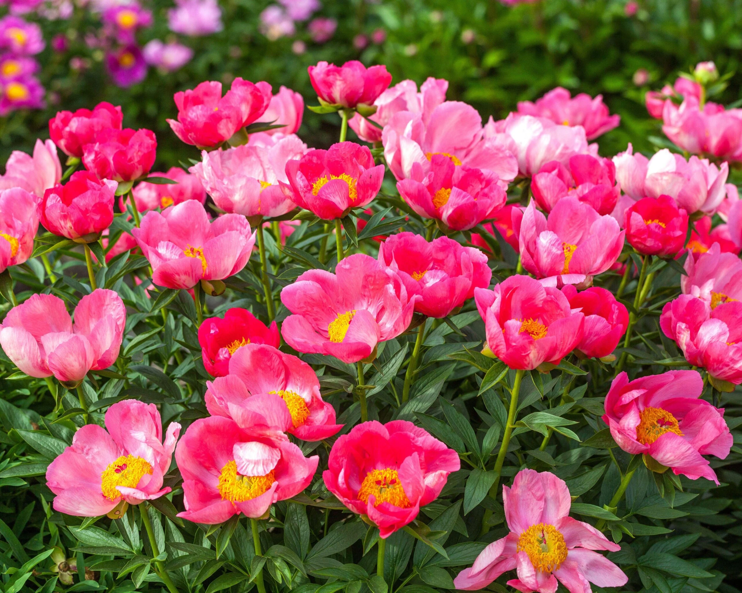 Paeonia 'Flame' 4 Paeonia 'Flame' - Image 2