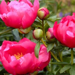 Paeonia 'Flame' 17 Paeonia 'Flame' -UK Garden Plants Sales 2024 peony flame 3 scaled