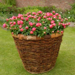 Paeonia 'Flame' 13 Paeonia 'Flame' -UK Garden Plants Sales 2024 peony flame 4