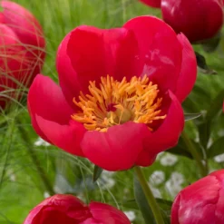 Paeonia 'Flame' 16 Paeonia 'Flame' -UK Garden Plants Sales 2024 peony flame 5