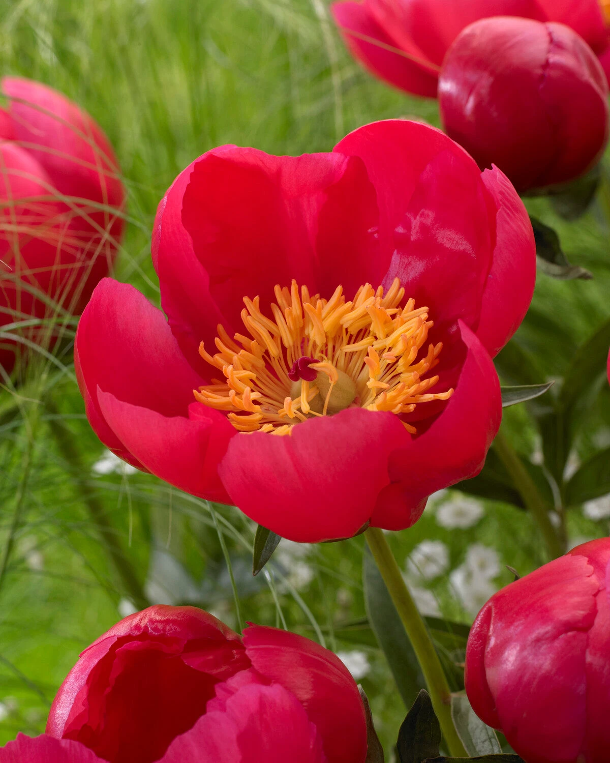 Paeonia 'Flame' 8 Paeonia 'Flame' - Image 6