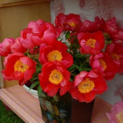 Paeonia 'Flame' 19 Paeonia 'Flame' -UK Garden Plants Sales 2024 peony flame 6