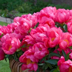 Paeonia 'Flame' 15 Paeonia 'Flame' -UK Garden Plants Sales 2024 peony flame 7