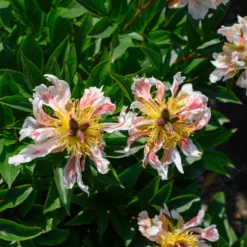 Paeonia 'Green Lotus' -UK Garden Plants Sales 2024 peony green lotus 1 scaled