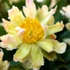 Paeonia 'Green Lotus' 1 Paeonia 'Green Lotus' -UK Garden Plants Sales 2024 peony green lotus 2