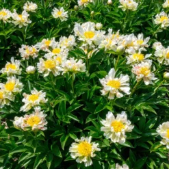 Paeonia 'Green Lotus' -UK Garden Plants Sales 2024 peony green lotus 5 scaled