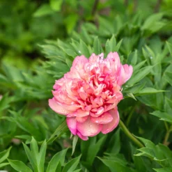 Paeonia 'Hillary' -UK Garden Plants Sales 2024 peony hillary 2 scaled
