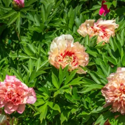 Paeonia 'Hillary' -UK Garden Plants Sales 2024 peony hillary 3 scaled