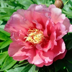 Paeonia 'Hillary' -UK Garden Plants Sales 2024 peony hillary 4