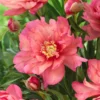 Paeonia 'Hillary' -UK Garden Plants Sales 2024 peony hillary 5