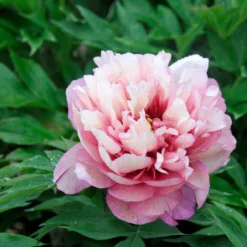 Paeonia 'Hillary' -UK Garden Plants Sales 2024 peony hillary 6