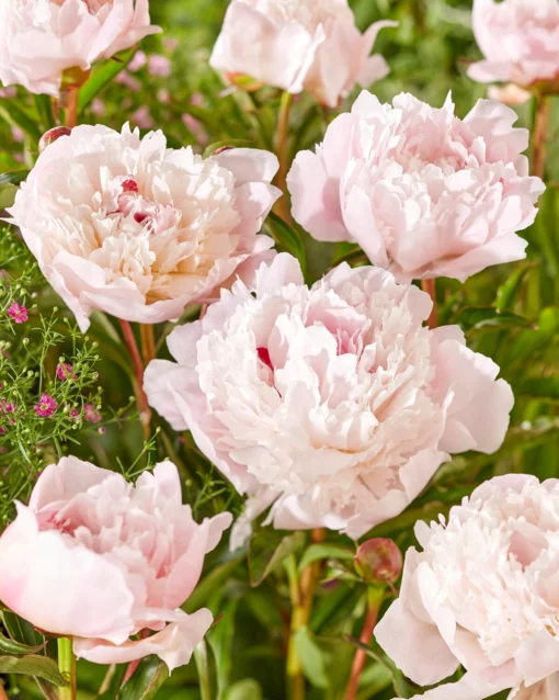 Paeonia 'Immaculée' -UK Garden Plants Sales 2024 peony immaculee 1