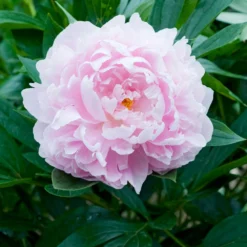 Paeonia 'Immaculée' -UK Garden Plants Sales 2024 peony immaculee 5