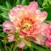 Paeonia 'Julia Rose'