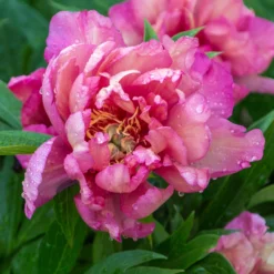 Paeonia 'Julia Rose' -UK Garden Plants Sales 2024 peony julia rose 1