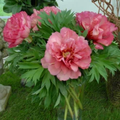 Paeonia 'Julia Rose' -UK Garden Plants Sales 2024 peony julia rose 2