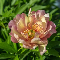 Paeonia 'Julia Rose' -UK Garden Plants Sales 2024 peony julia rose 4 scaled
