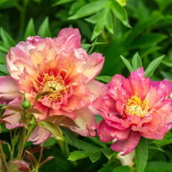 Paeonia 'Julia Rose' -UK Garden Plants Sales 2024 peony julia rose 5 scaled