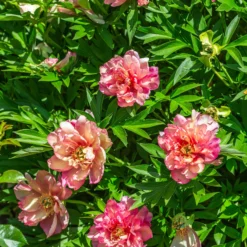 Paeonia 'Julia Rose' -UK Garden Plants Sales 2024 peony julia rose 6 scaled