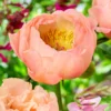 Paeonia 'King's Day' -UK Garden Plants Sales 2024 peony kings day 1