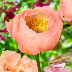 Paeonia 'King's Day'