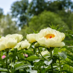 Paeonia 'Lemon Chiffon' 19 Paeonia 'Lemon Chiffon' -UK Garden Plants Sales 2024 peony lemon chiffon 10 scaled