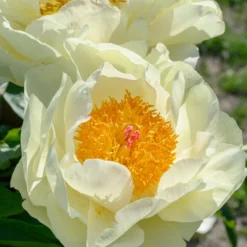 Paeonia 'Lemon Chiffon' 21 Paeonia 'Lemon Chiffon' -UK Garden Plants Sales 2024 peony lemon chiffon 11 scaled