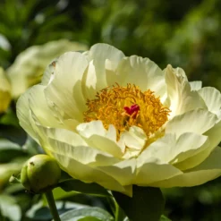 Paeonia 'Lemon Chiffon' 24 Paeonia 'Lemon Chiffon' -UK Garden Plants Sales 2024 peony lemon chiffon 12 scaled