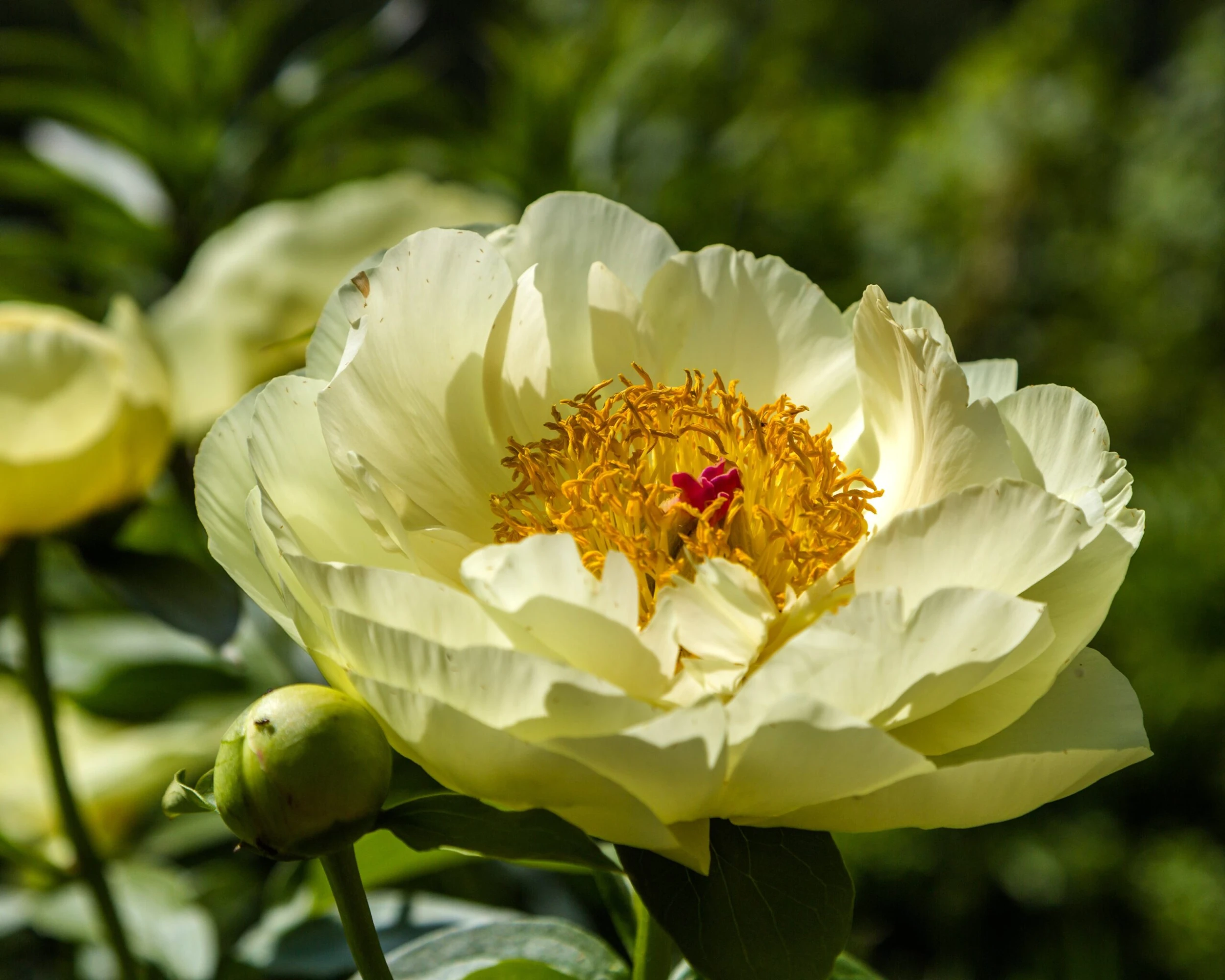 Paeonia 'Lemon Chiffon' 11 Paeonia 'Lemon Chiffon' - Image 9