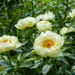 Paeonia 'Lemon Chiffon' 22 Paeonia 'Lemon Chiffon' -UK Garden Plants Sales 2024 peony lemon chiffon 13 scaled