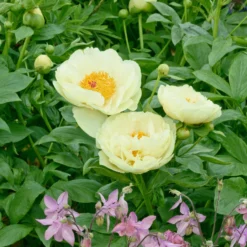 Paeonia 'Lemon Chiffon' 18 Paeonia 'Lemon Chiffon' -UK Garden Plants Sales 2024 peony lemon chiffon 14 scaled