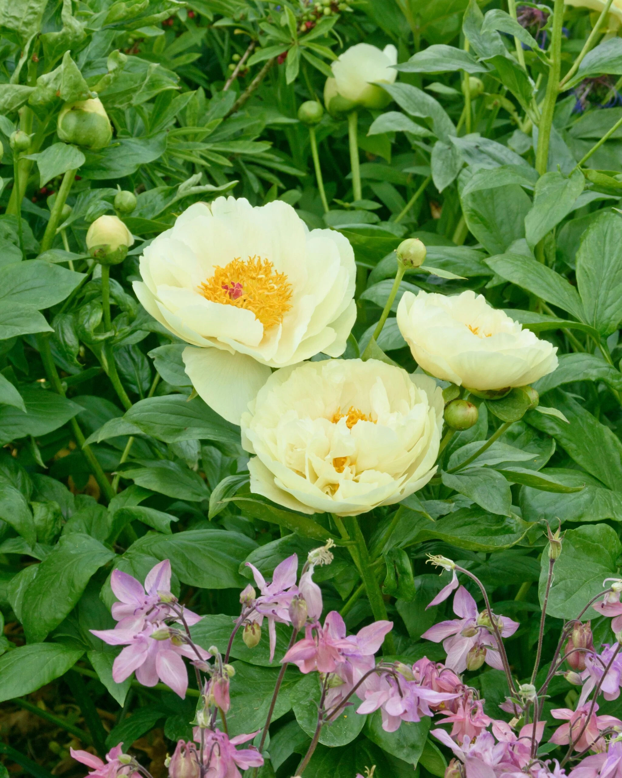 Paeonia 'Lemon Chiffon' 5 Paeonia 'Lemon Chiffon' - Image 3
