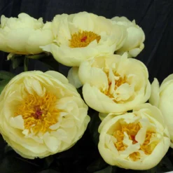 Paeonia 'Lemon Chiffon' 29 Paeonia 'Lemon Chiffon' -UK Garden Plants Sales 2024 peony lemon chiffon 2