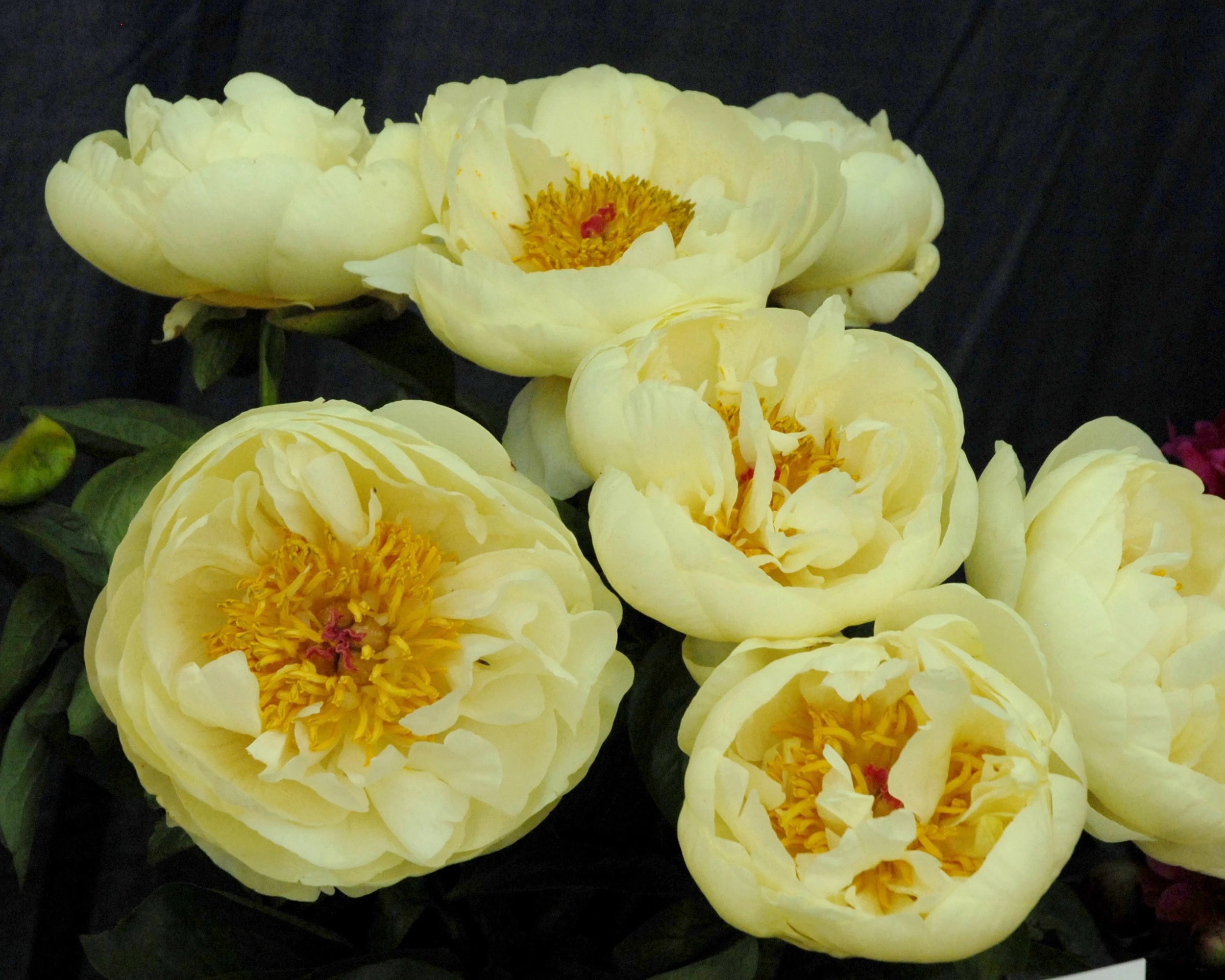Paeonia 'Lemon Chiffon' 16 Paeonia 'Lemon Chiffon' - Image 14
