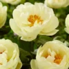 Paeonia 'Lemon Chiffon' -UK Garden Plants Sales 2024 peony lemon chiffon 3