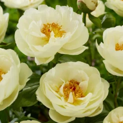 Paeonia 'Lemon Chiffon' 20 Paeonia 'Lemon Chiffon' -UK Garden Plants Sales 2024 peony lemon chiffon 4