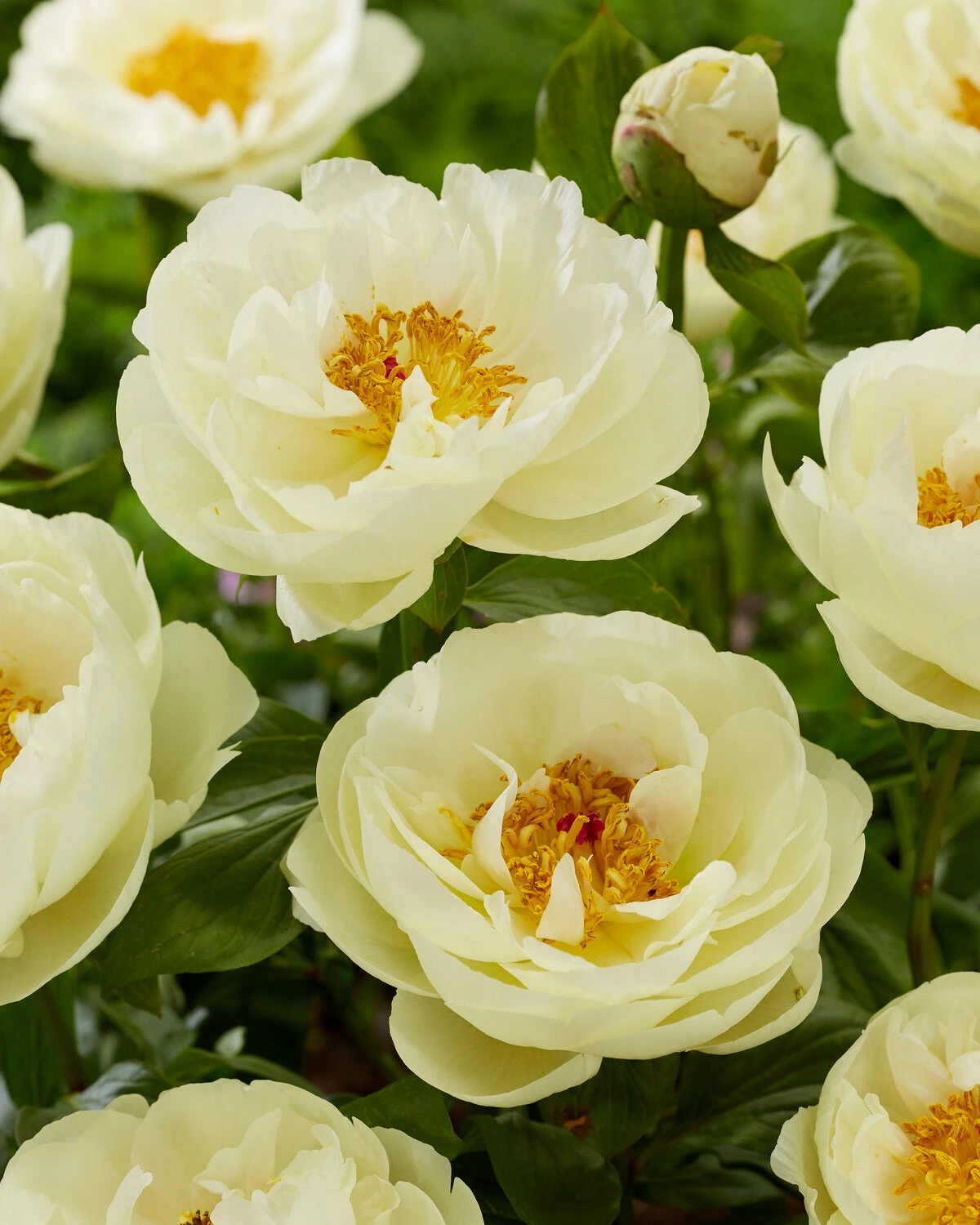 Paeonia 'Lemon Chiffon' 7 Paeonia 'Lemon Chiffon' - Image 5