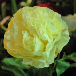 Paeonia 'Lemon Chiffon' 27 Paeonia 'Lemon Chiffon' -UK Garden Plants Sales 2024 peony lemon chiffon 5
