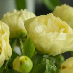 Paeonia 'Lemon Chiffon' 28 Paeonia 'Lemon Chiffon' -UK Garden Plants Sales 2024 peony lemon chiffon 6 scaled