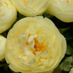 Paeonia 'Lemon Chiffon' 25 Paeonia 'Lemon Chiffon' -UK Garden Plants Sales 2024 peony lemon chiffon 7