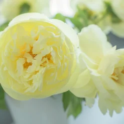 Paeonia 'Lemon Chiffon' 23 Paeonia 'Lemon Chiffon' -UK Garden Plants Sales 2024 peony lemon chiffon 8