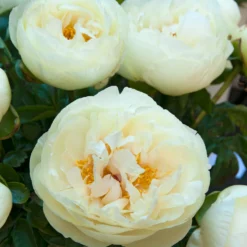 Paeonia 'Lemon Chiffon' 26 Paeonia 'Lemon Chiffon' -UK Garden Plants Sales 2024 peony lemon chiffon 9