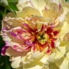 Paeonia 'Lollipop' 2 Paeonia 'Lollipop' -UK Garden Plants Sales 2024 peony lollipop 1