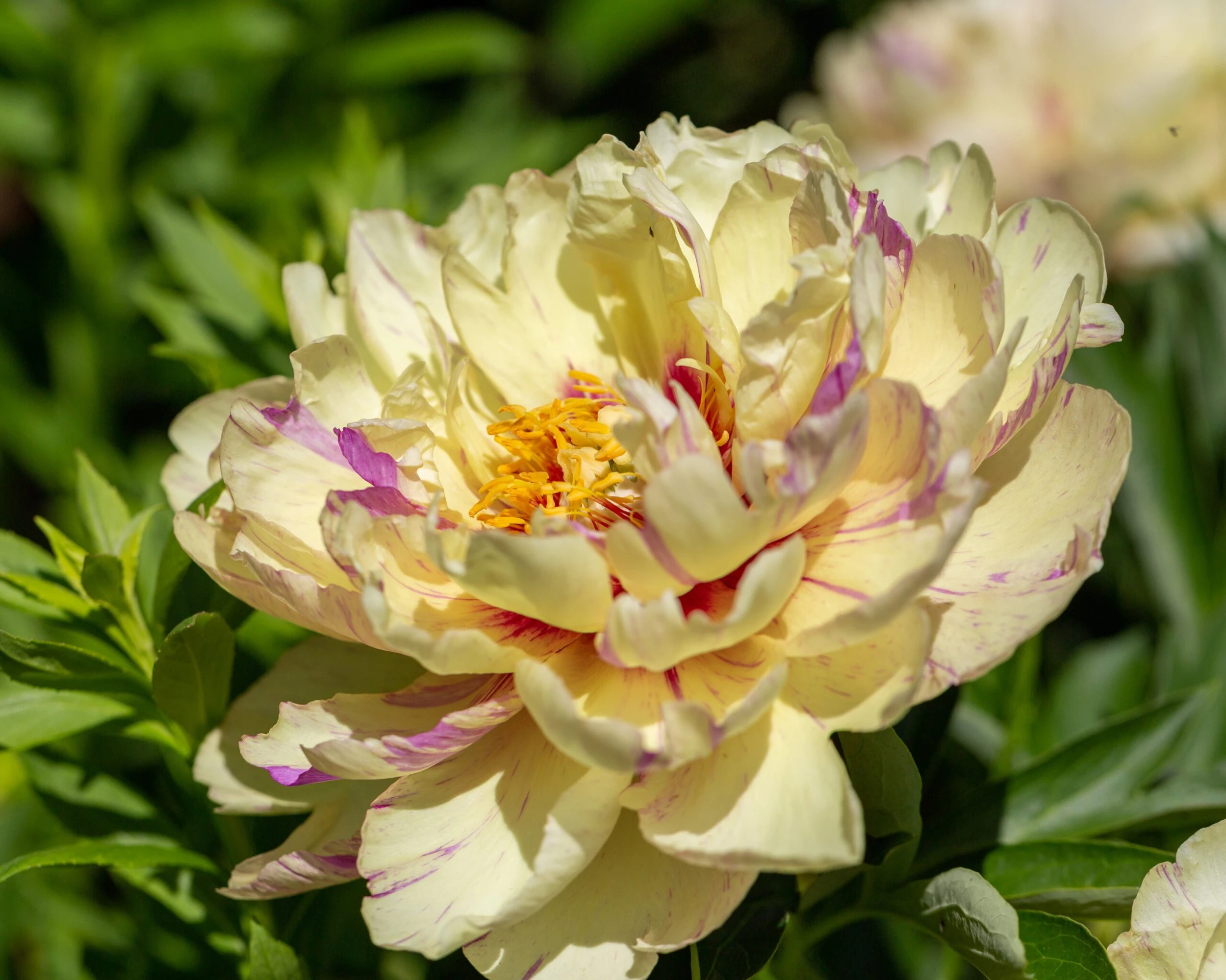Paeonia 'Lollipop' 4 Paeonia 'Lollipop' - Image 2