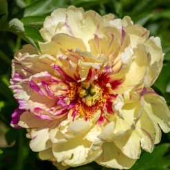 Paeonia 'Lollipop' 9 Paeonia 'Lollipop' -UK Garden Plants Sales 2024 peony lollipop 3 scaled
